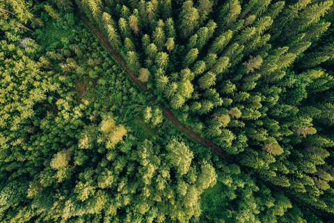 afbeelding bomen duurzaamheid